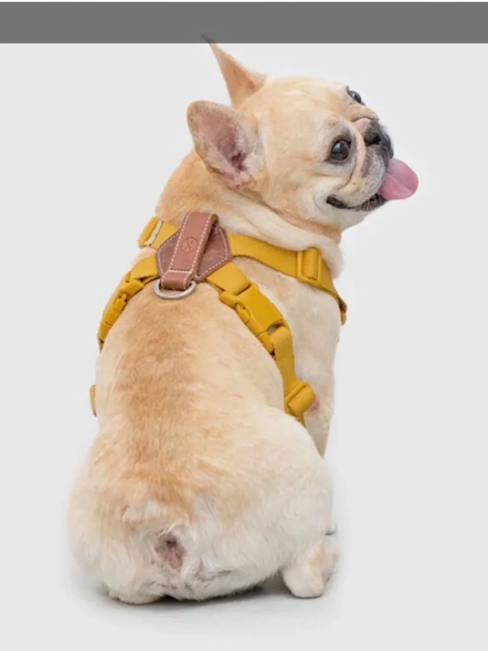 SPUTNIK Mustard Yellow harness & matching leash Medium 17-39lbs